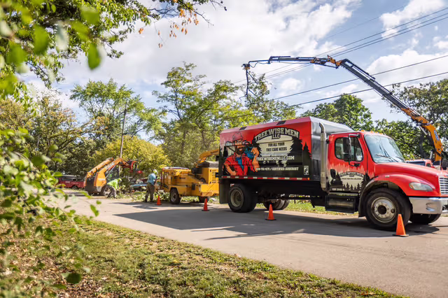 Tree pruning
